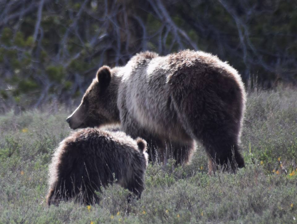 2018 bears 0044