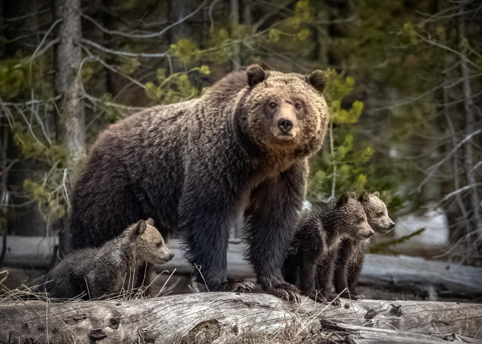 2018 bears 0048