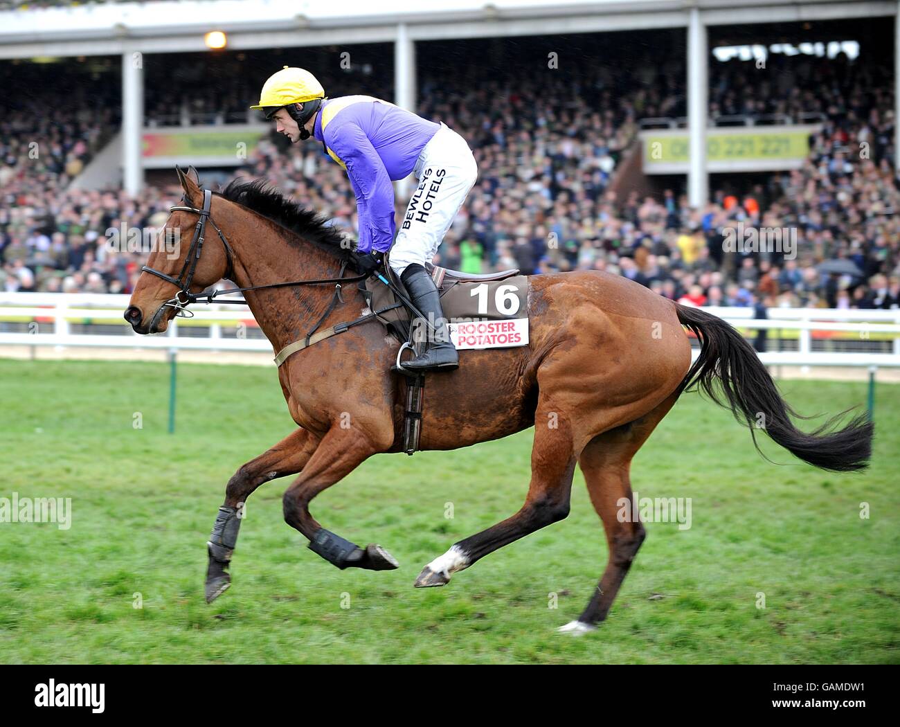 albert bartlett novices hurdle 0025