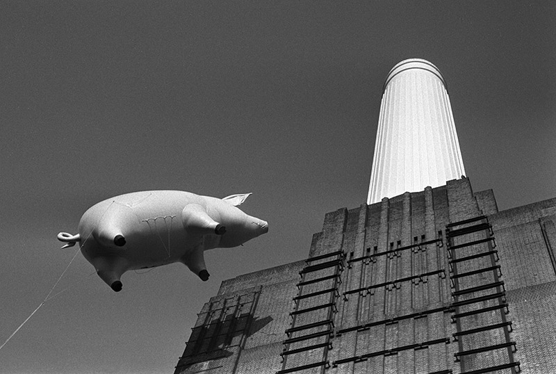 art pink floyd pig 0044
