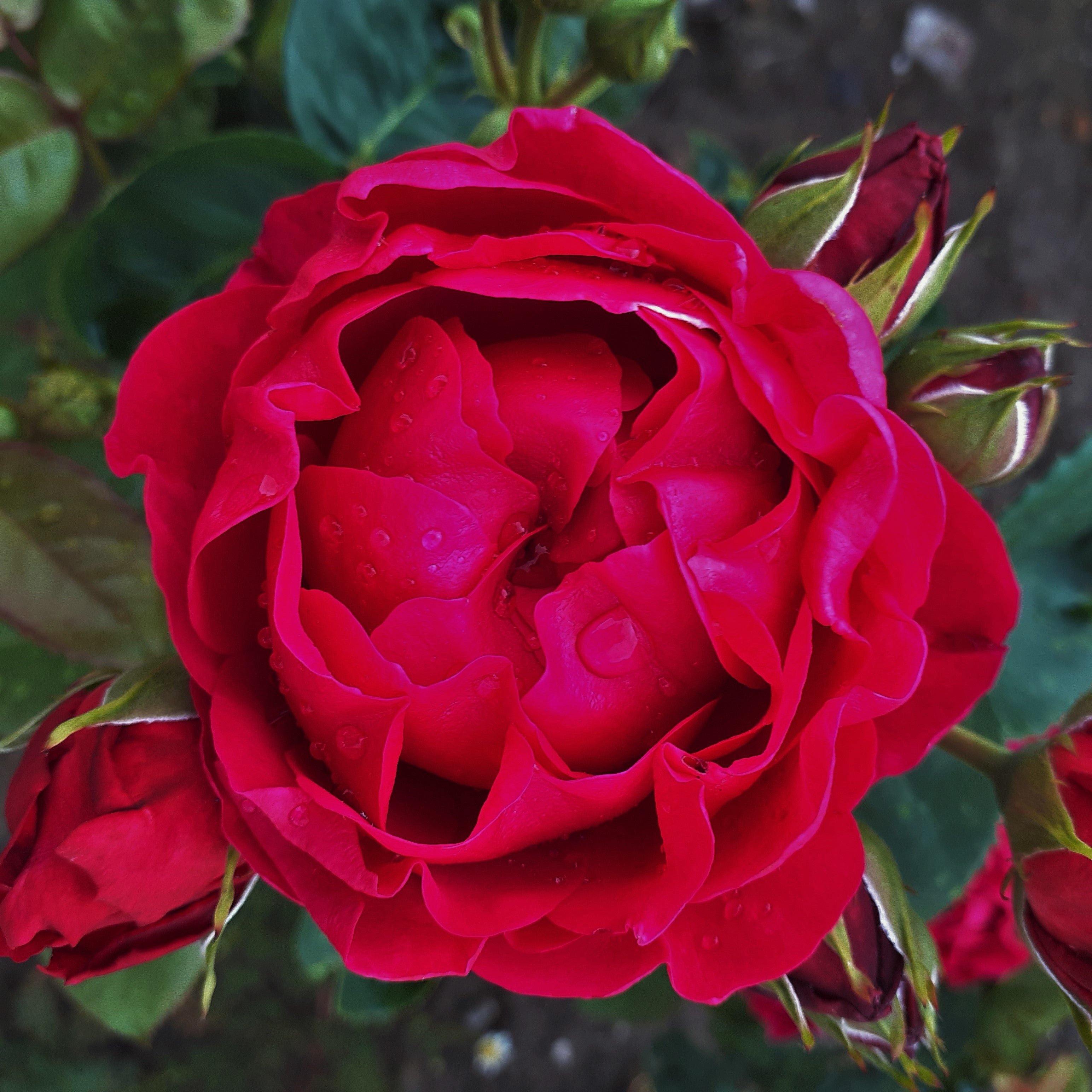 ascot red 0039