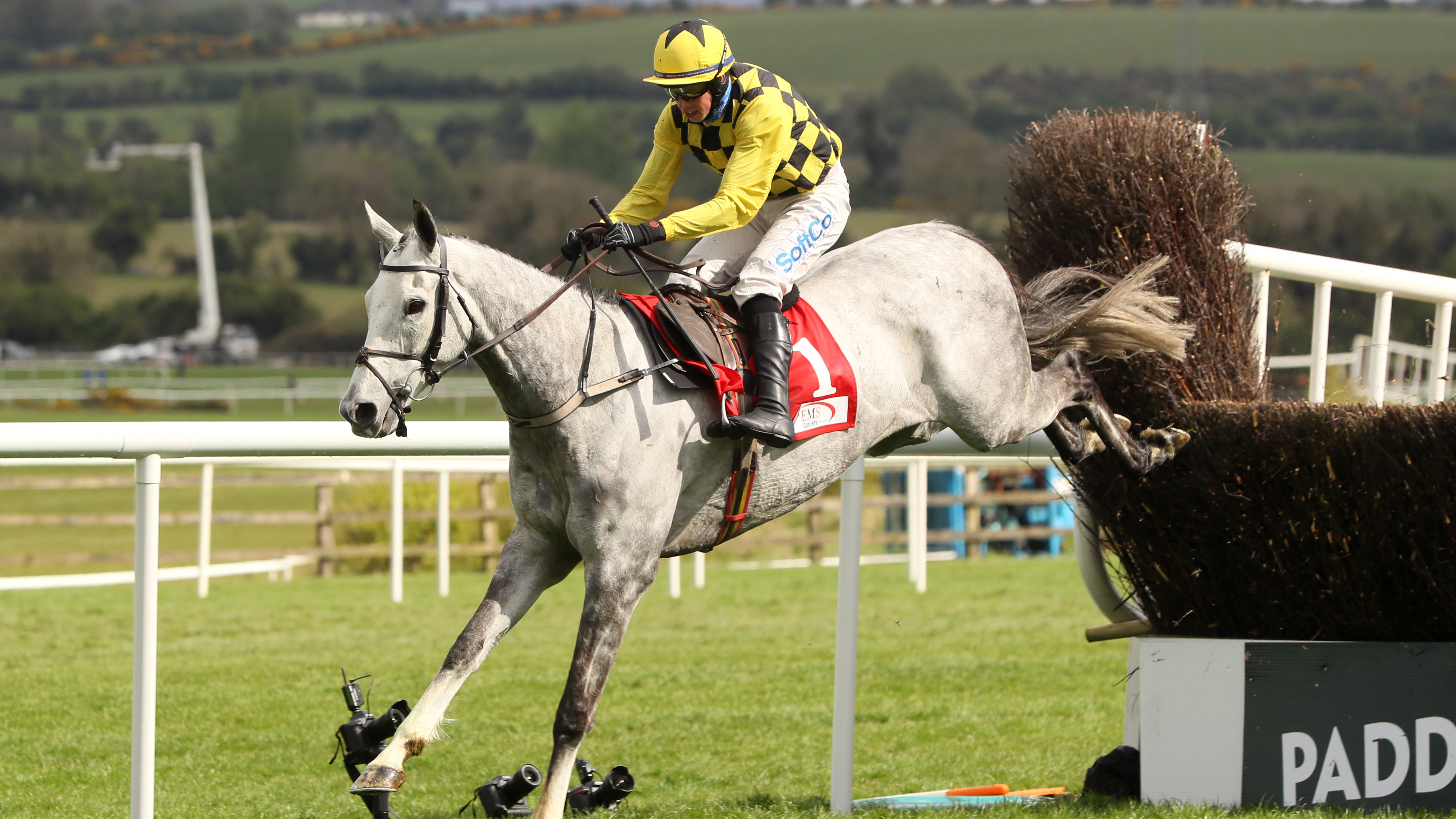 asterion horse 0016