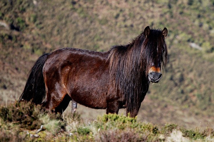 asterion horse 0033