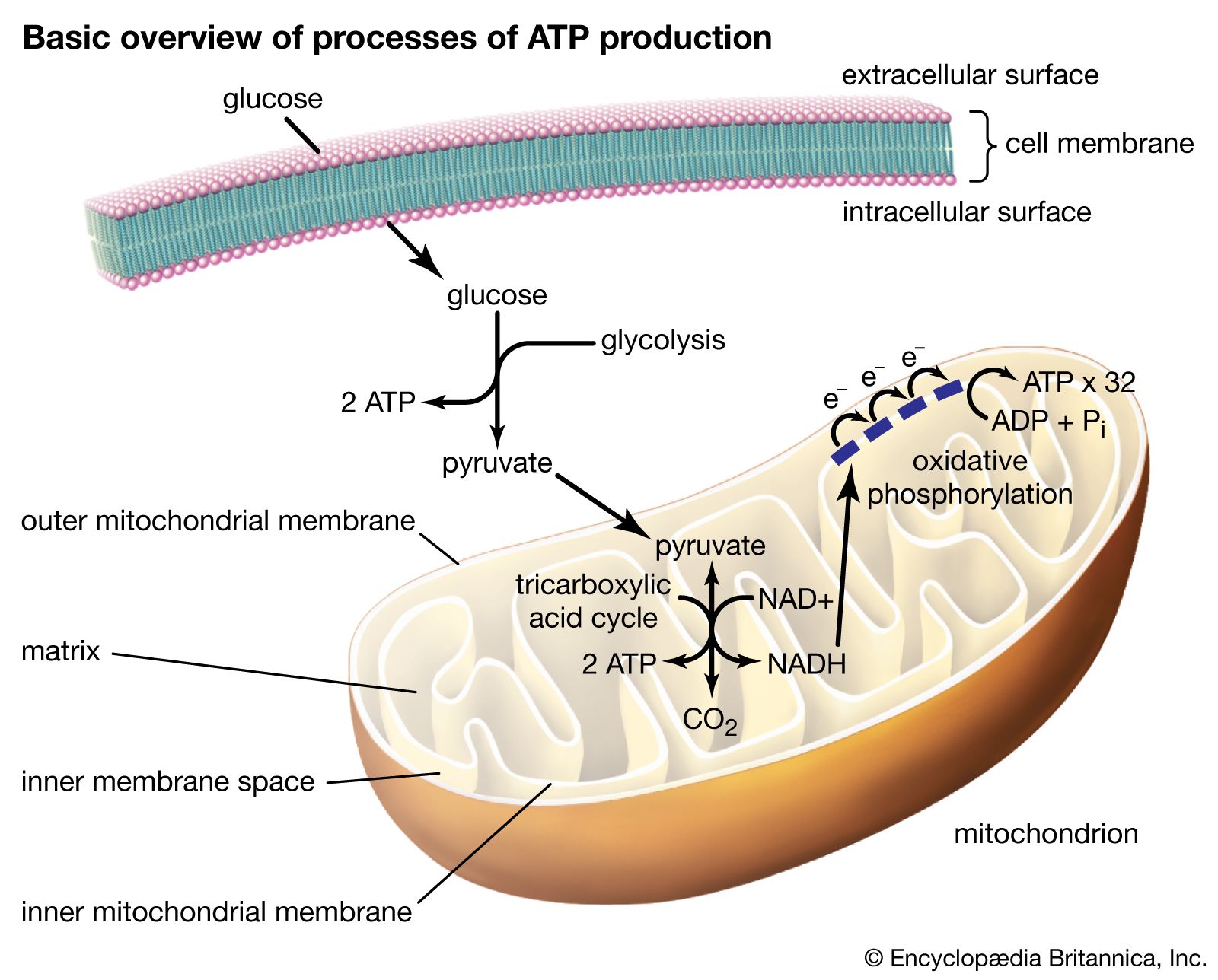 atp image 0010