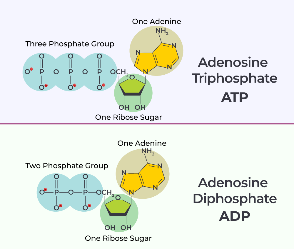 atp image 0017
