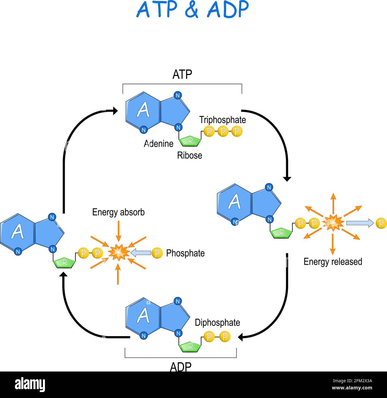 atp image 0019