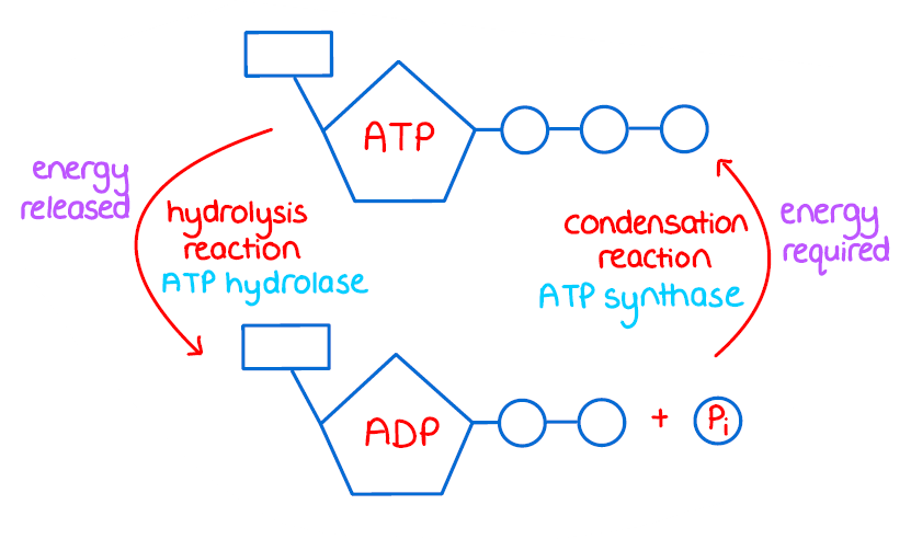 atp image 0021