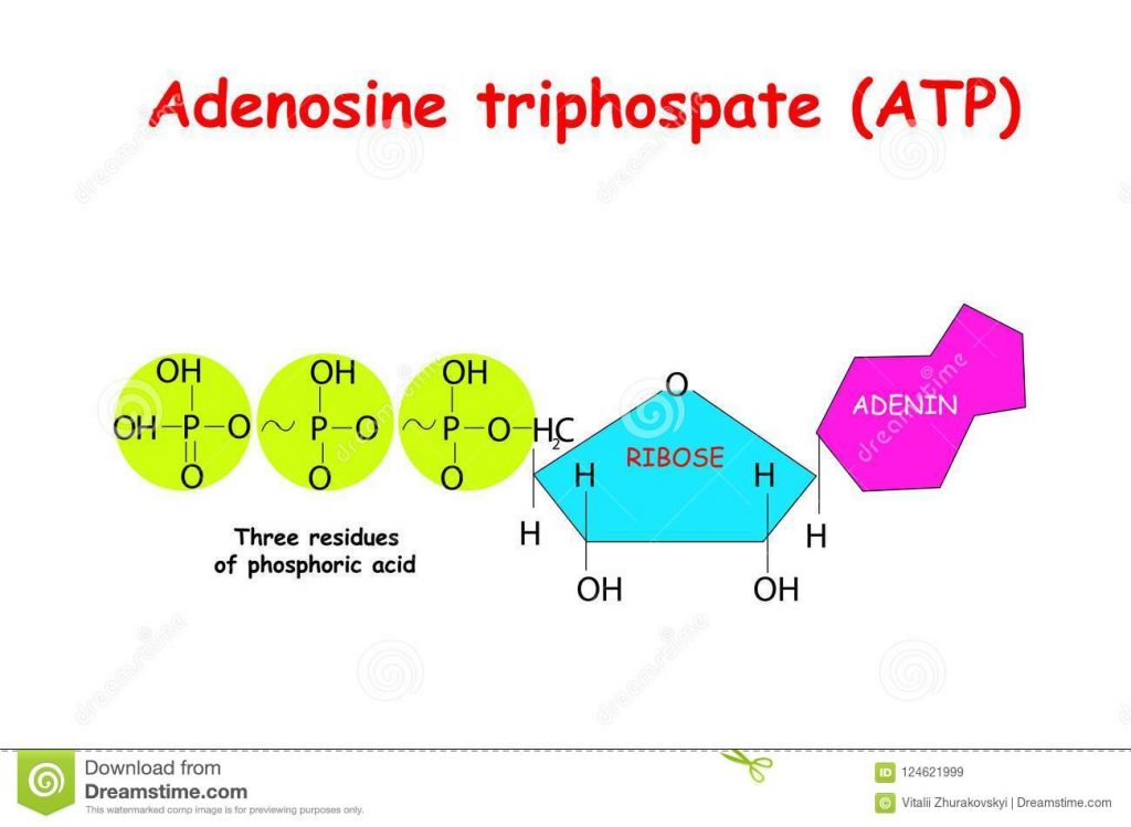 atp image 0025