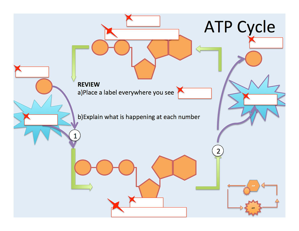 atp image 0026