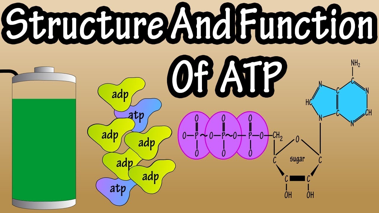 atp image 0028