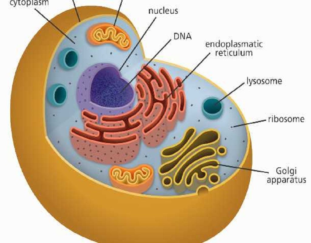 atp image 0030