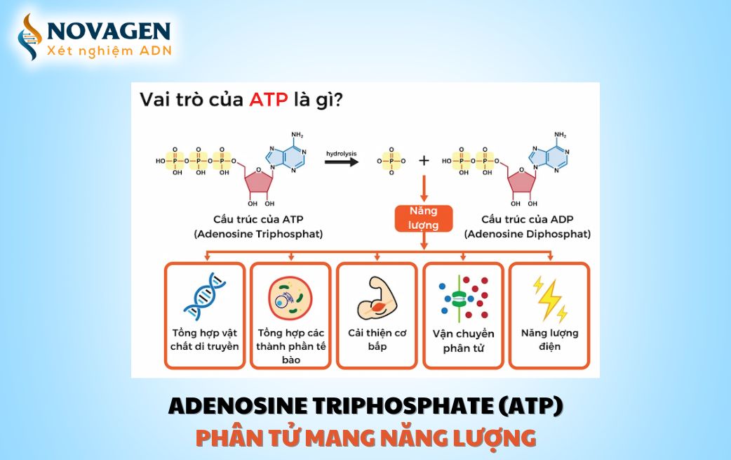 atp image 0044