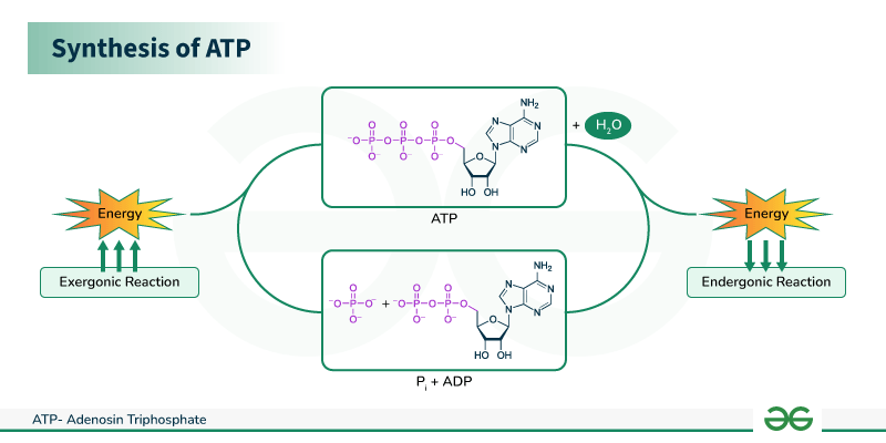 atp image 0046