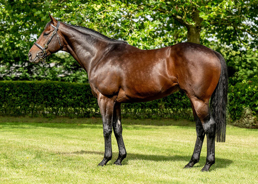 baaeed horse