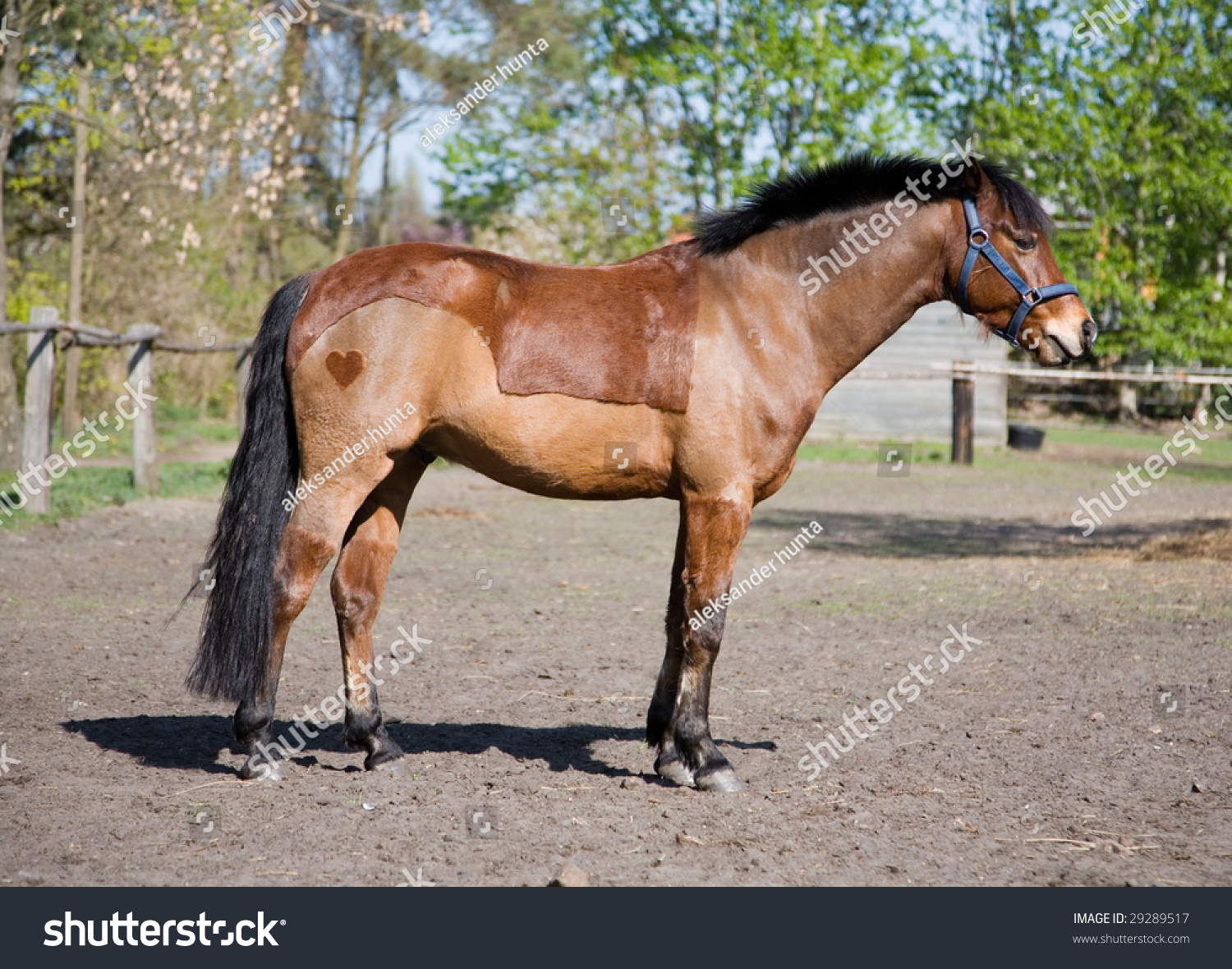 best horse grooming tools