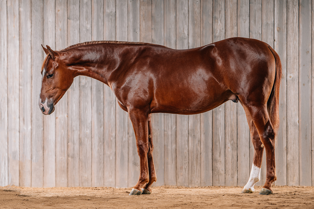 best horse photos for home decor
