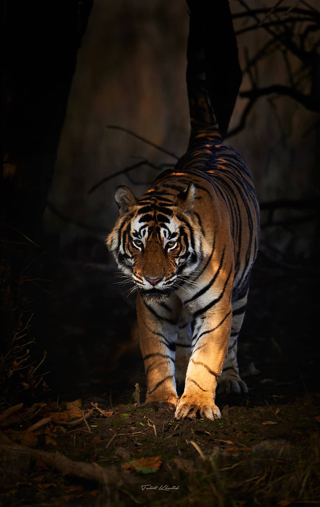best locations for tiger photography