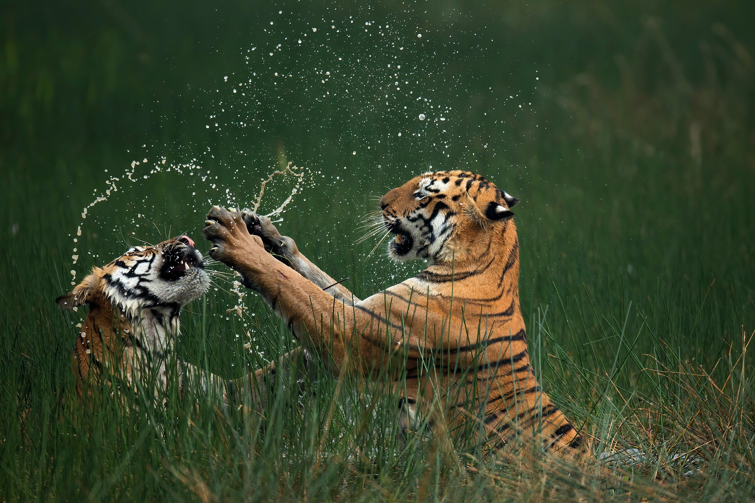 best tiger photos 0013