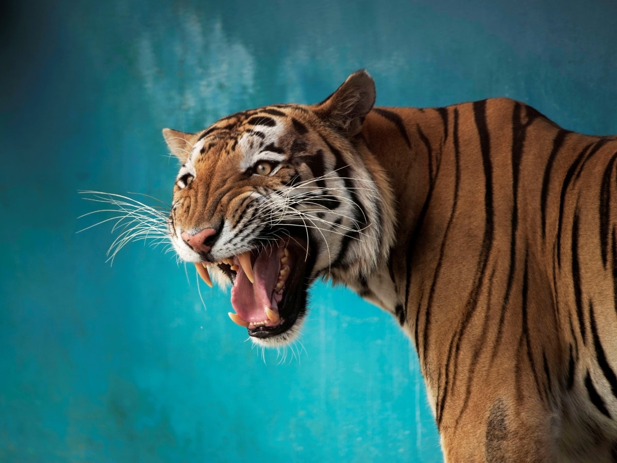 best tiger photos 0015