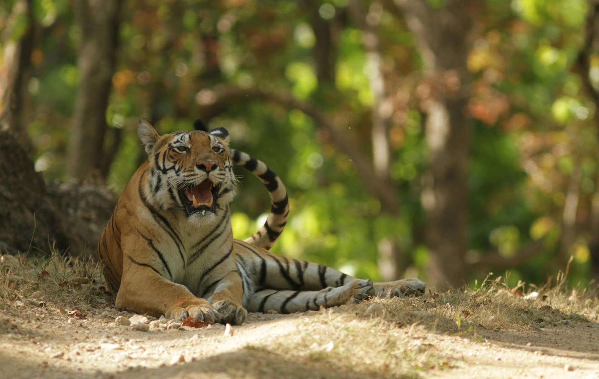 best tiger photos 0018