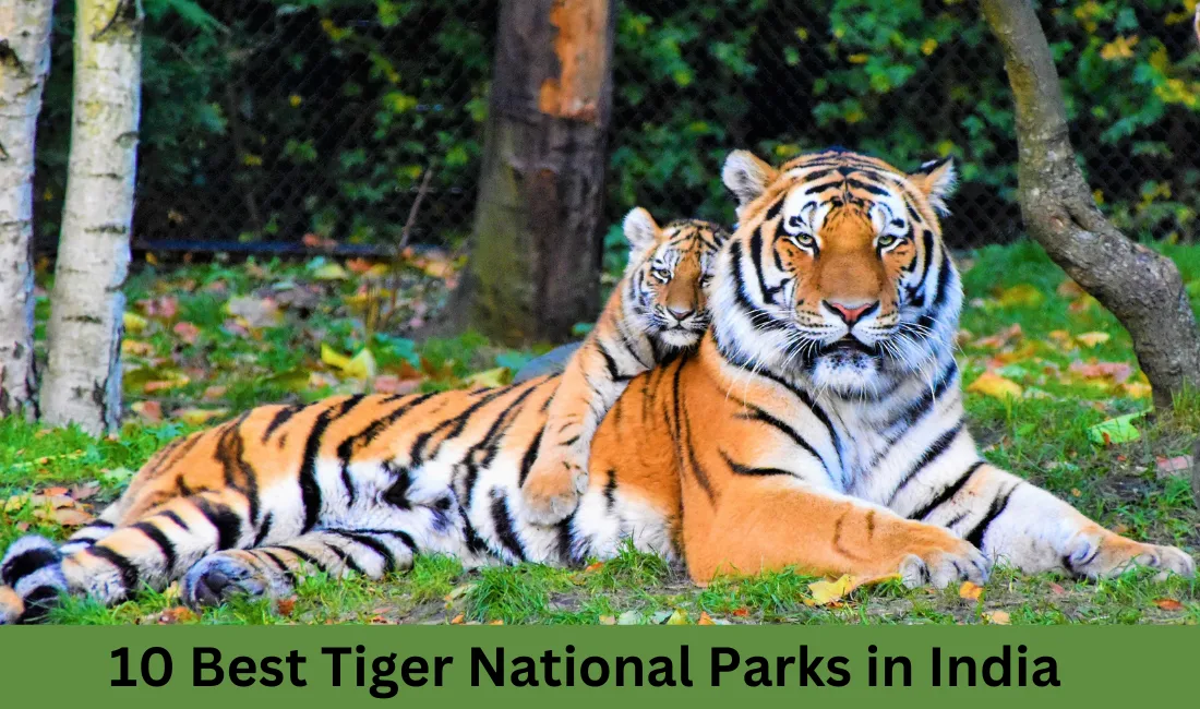 best tiger photos 0024