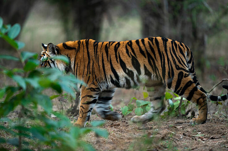 best tiger photos 0028