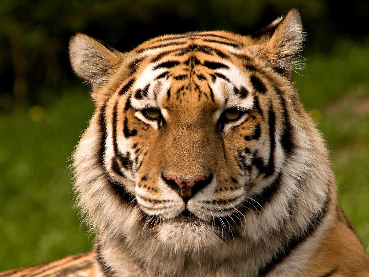 best tiger photos 0029