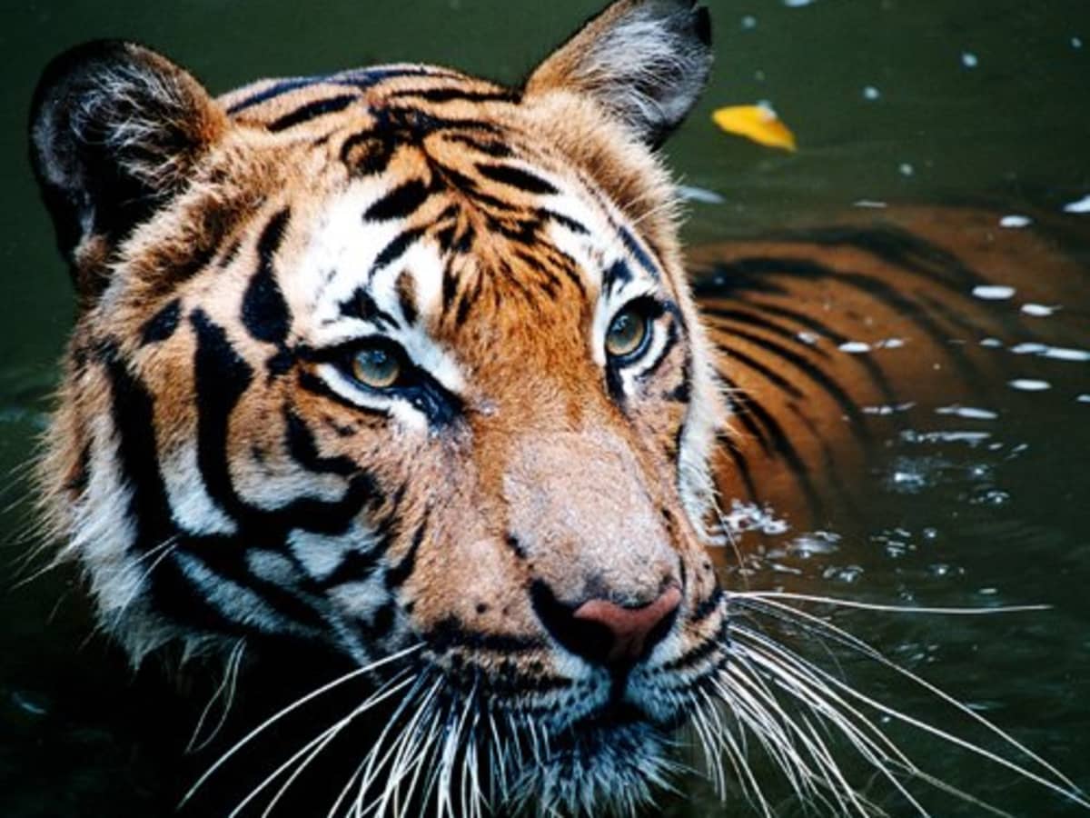 best tiger photos 0030