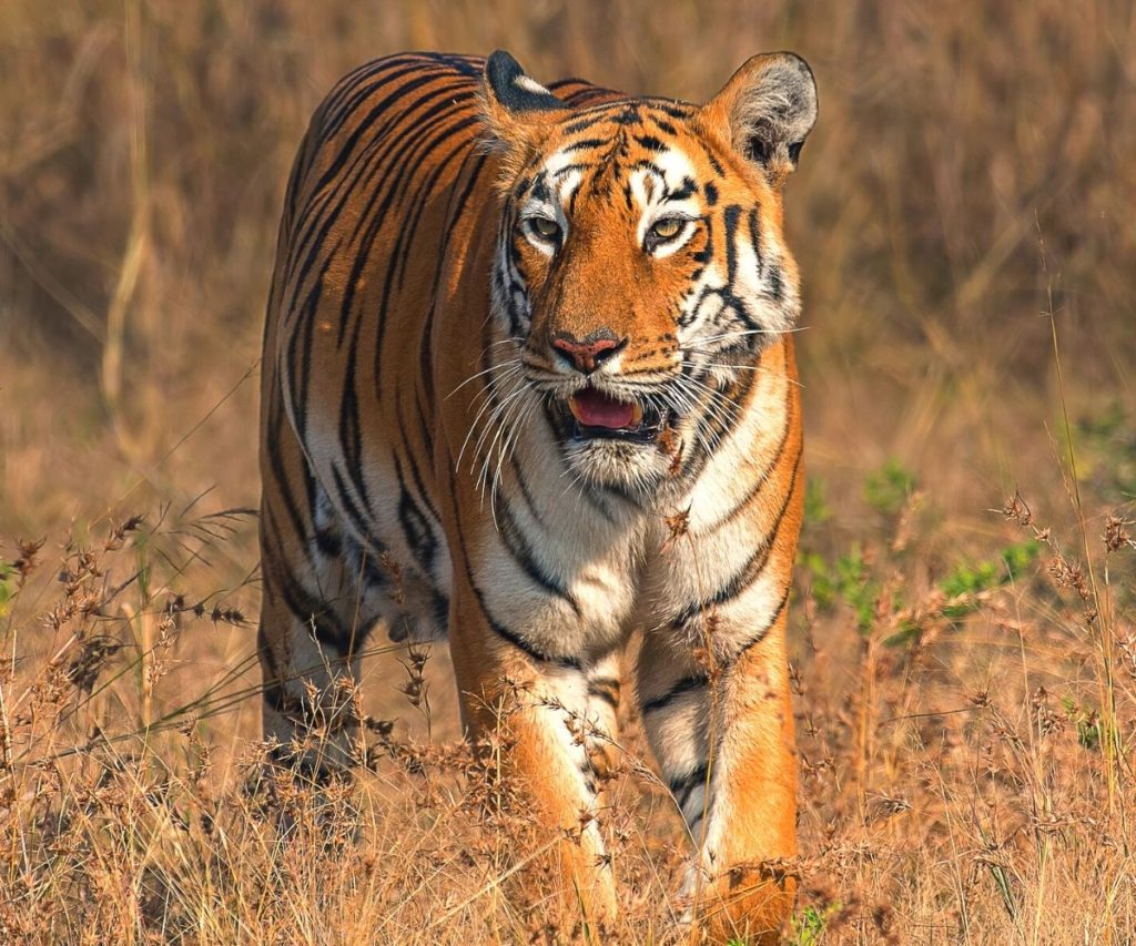 best tiger photos 0034