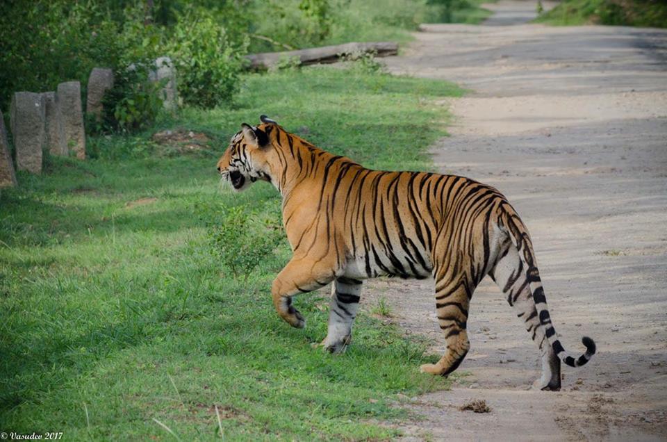 best tiger photos 0036
