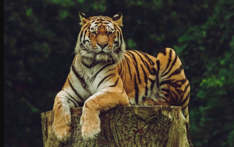 best tiger photos 0039