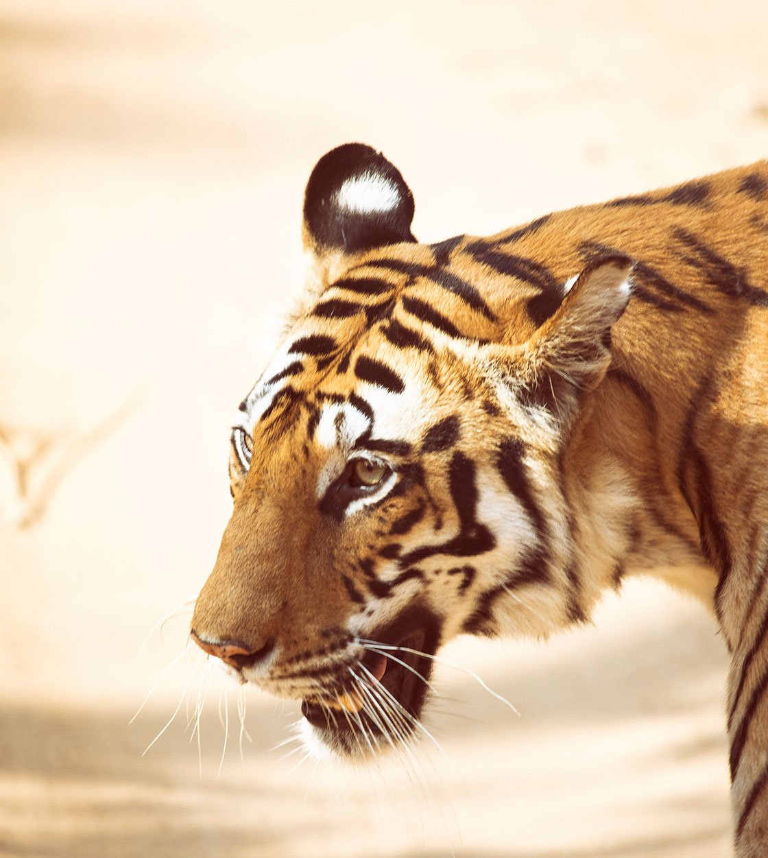 best tiger photos 0043