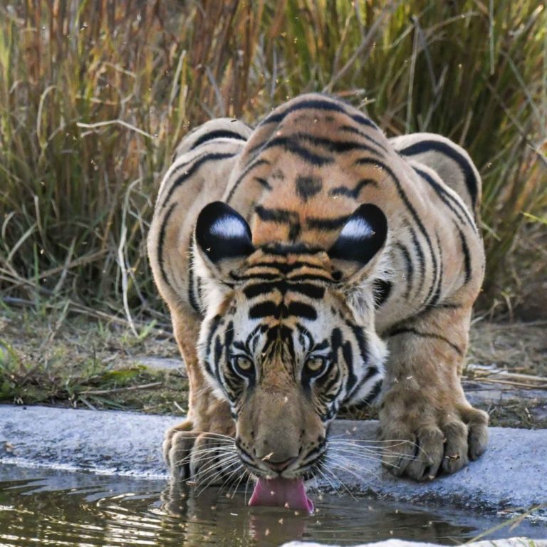 best tiger photos 0046