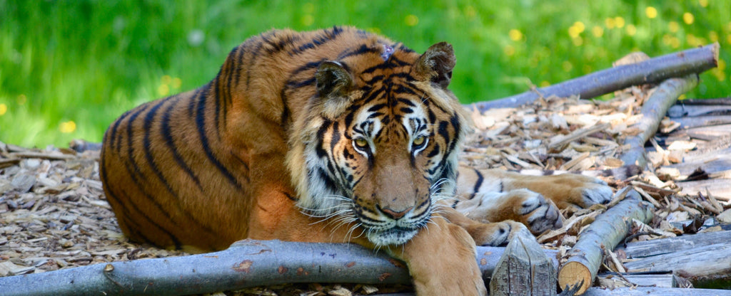 best tiger photos 0048