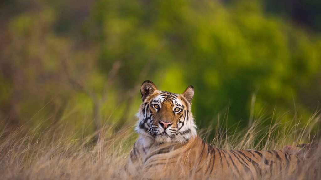 best tiger photos 0049