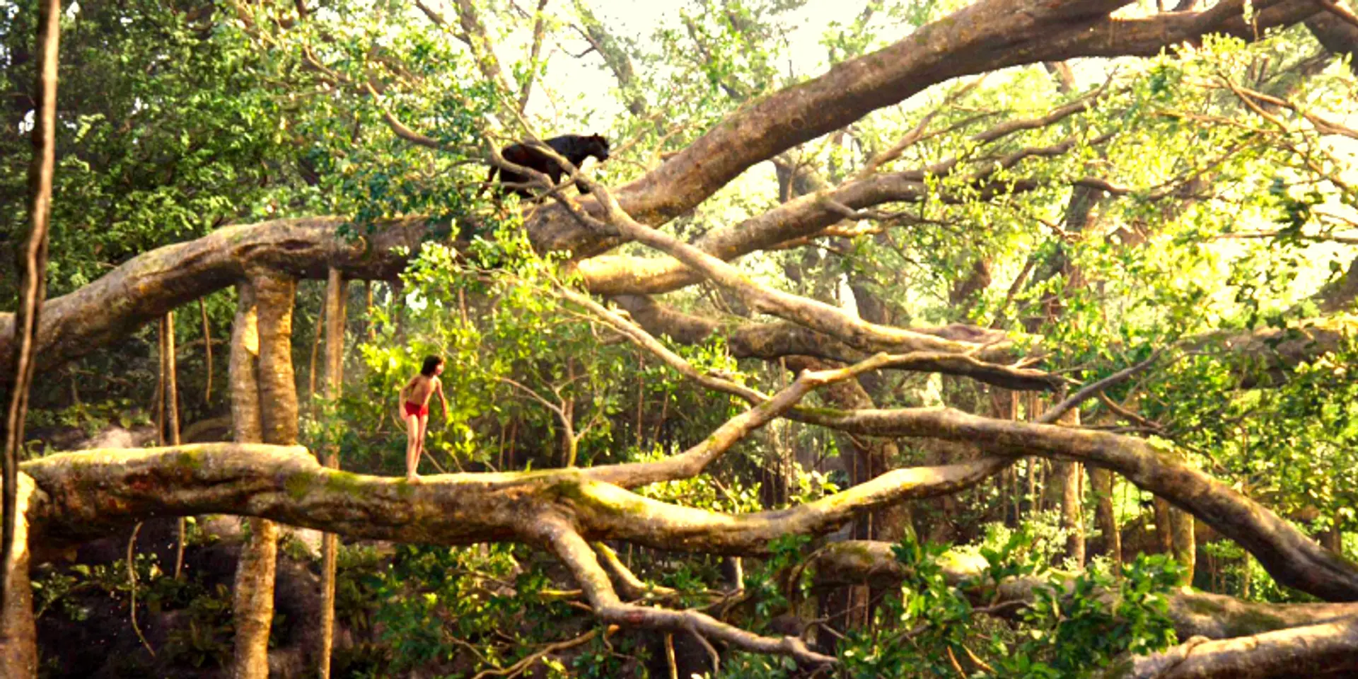 bob jungles 0012
