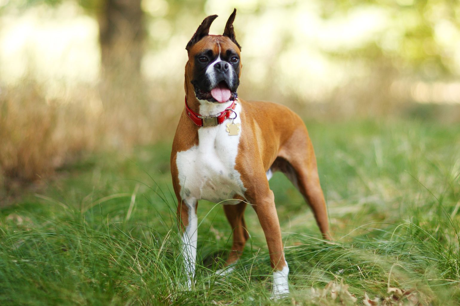 boxer image 0010
