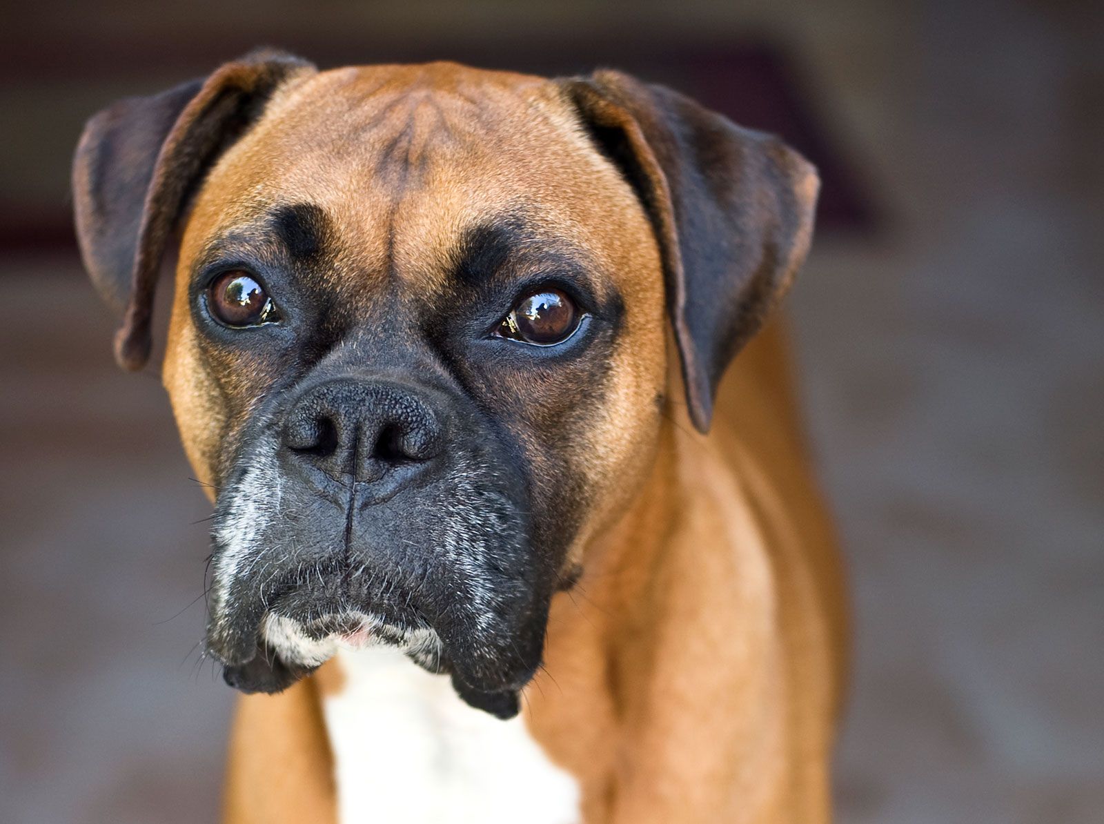 boxer image 0013