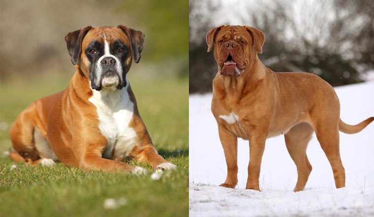 boxer image 0015