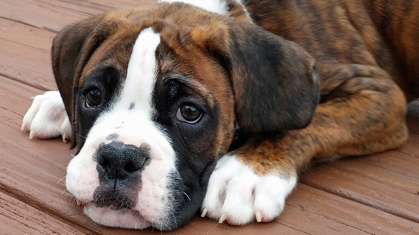 boxer image 0025