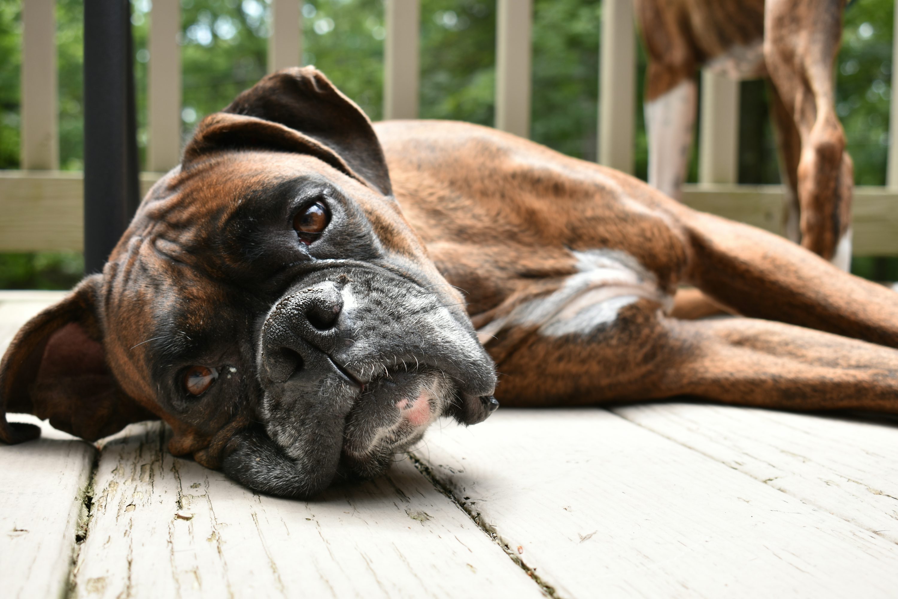 boxer image 0031