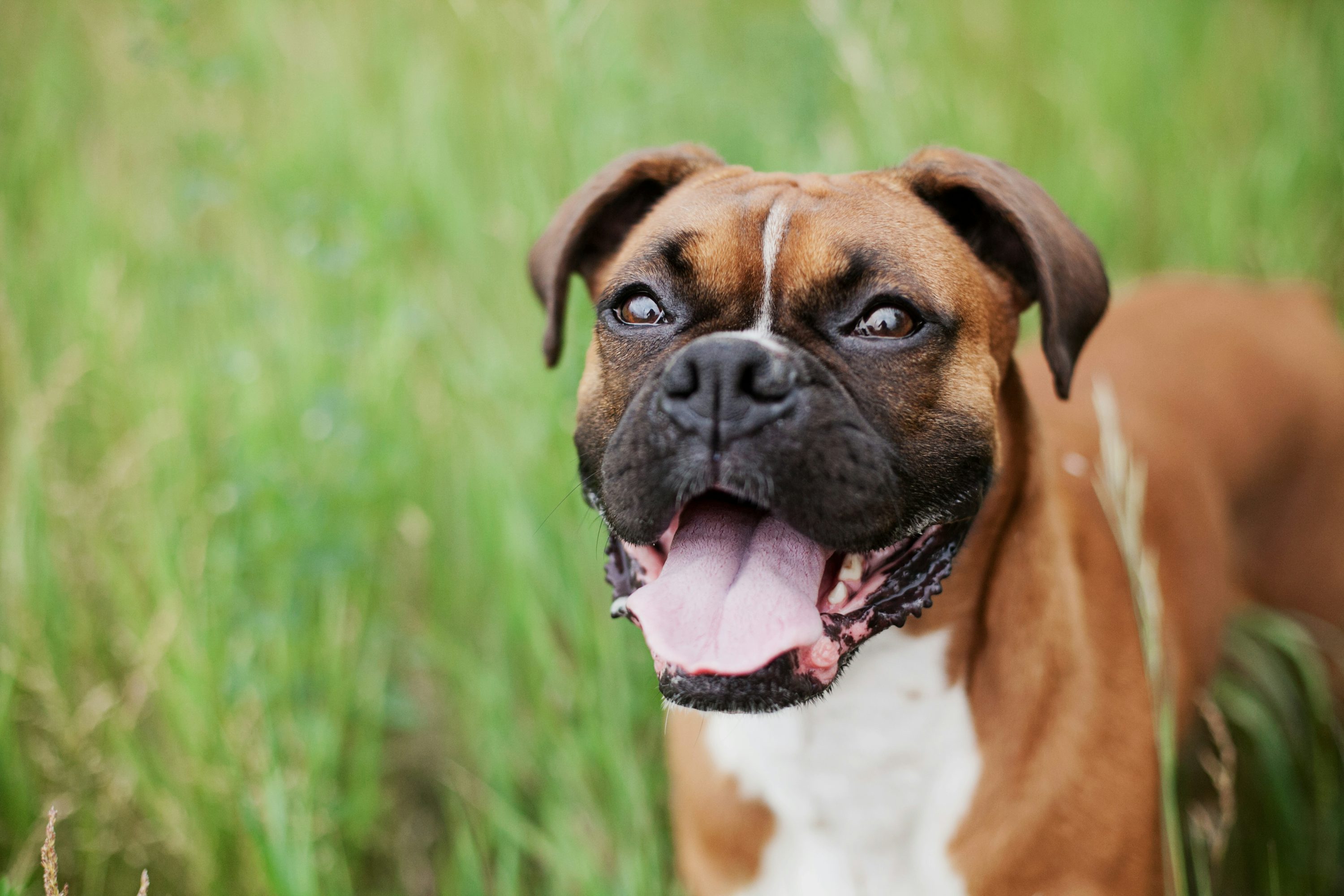 boxer image 0037