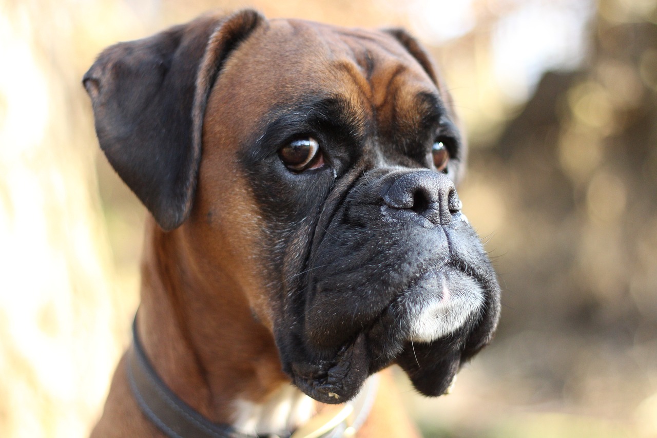 boxer image 0042