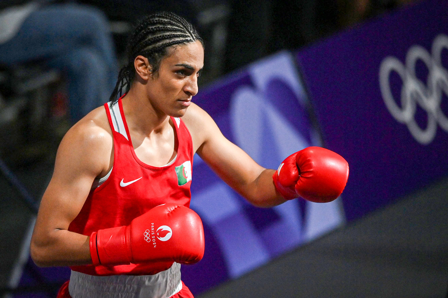 boxer images