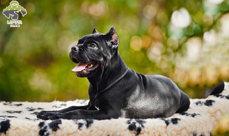 cane image 0017