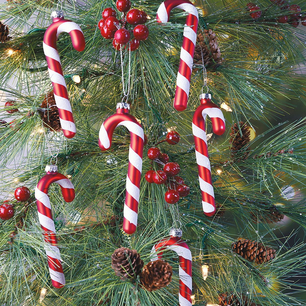 cane image 0031