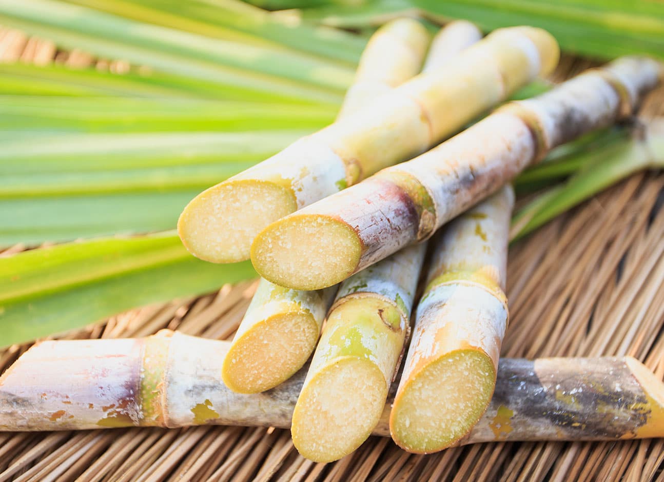 cane image 0032
