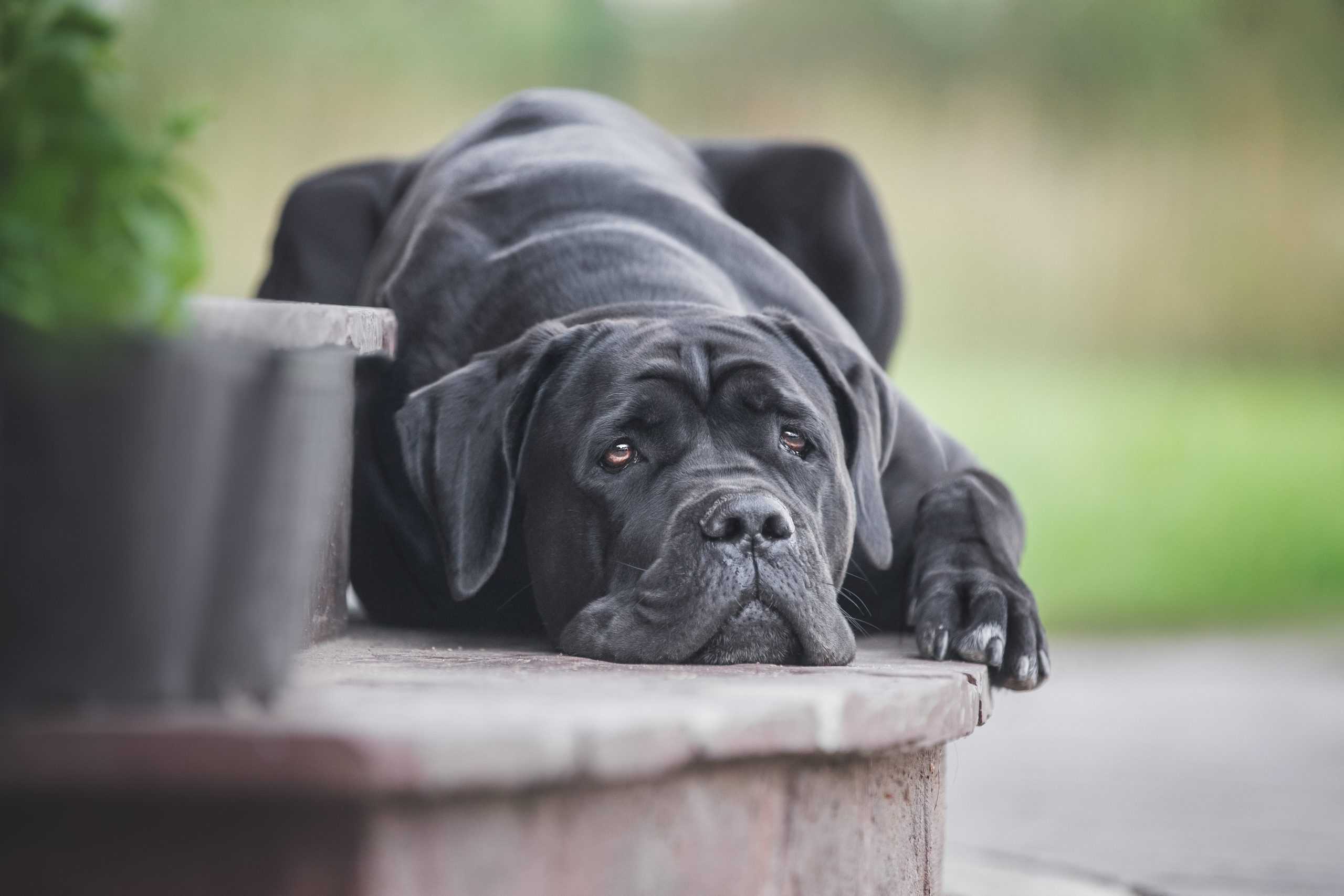 cane image 0033