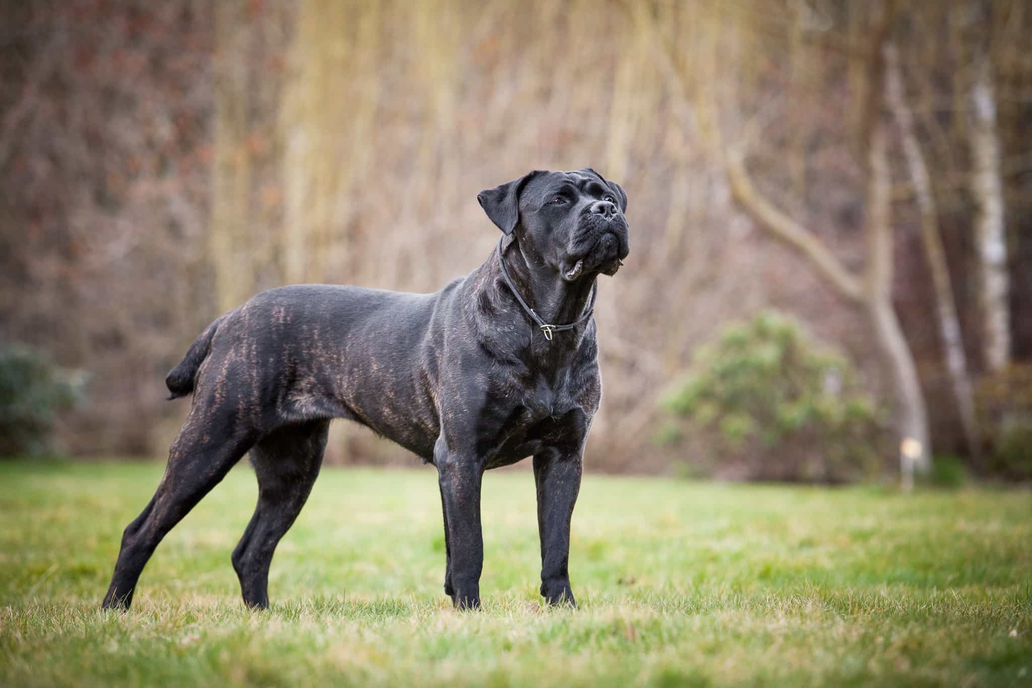 cane image 0035