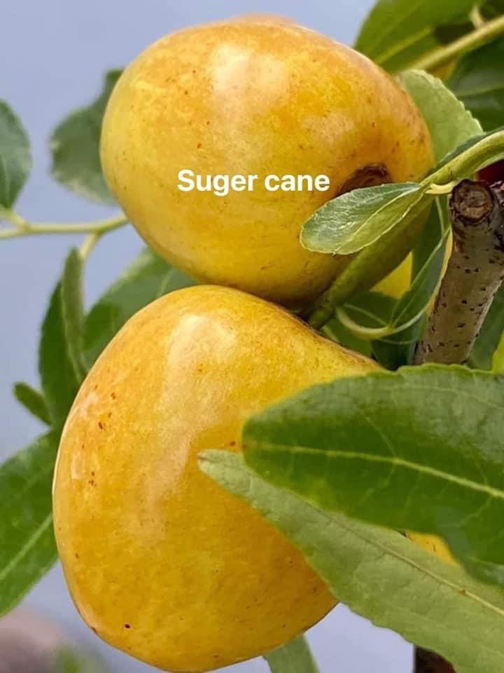 cane image 0040
